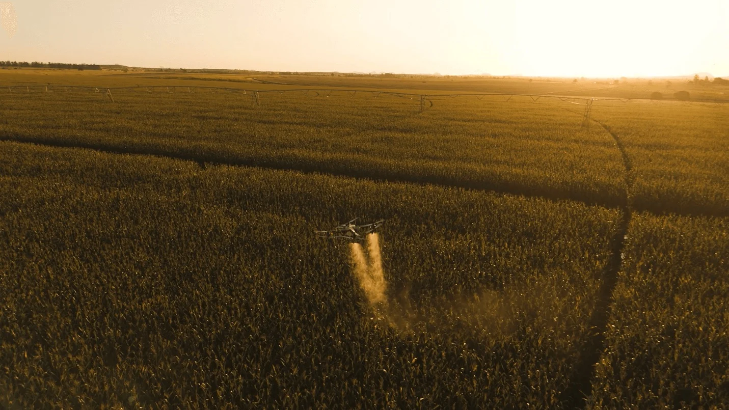 DJI-Maiz-1.webp
